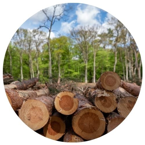 chauffage au bois Épuisement des ressources forestières à cause de bois énergie