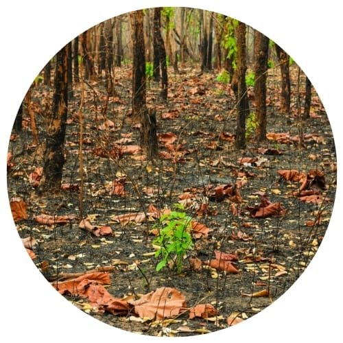 chauffage au bois Un impact climatique paradoxal de bois énergie